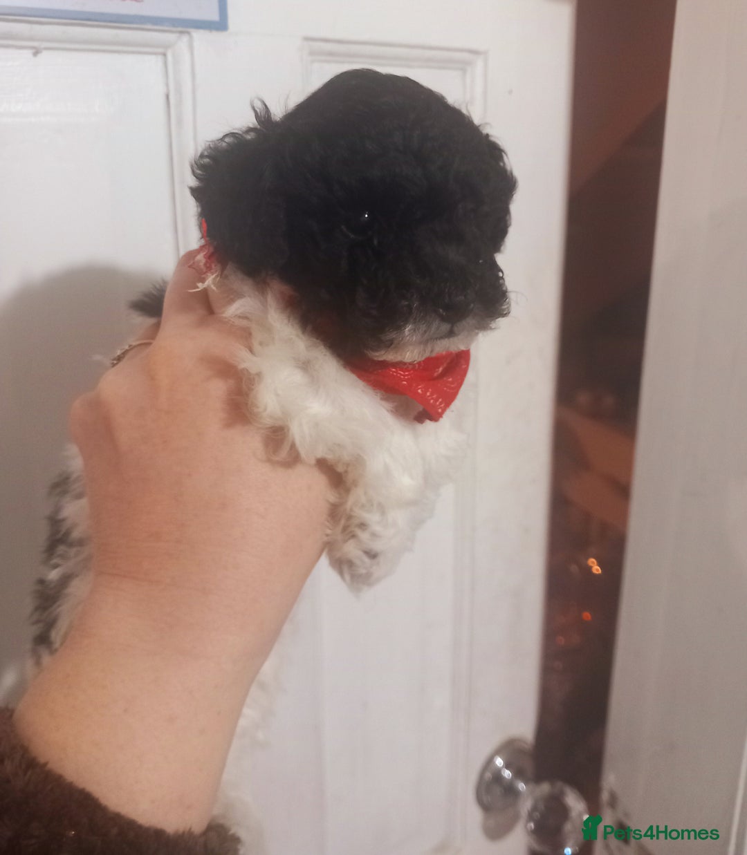 Toy Poodle dogs for sale: **1 PARTI BOY AVAILABLE**READY 21st DECEMBER** - Advert 8