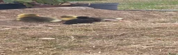 Geese poultry for sale: Pomeranian goslings  in High Wycombe - Advert 3
