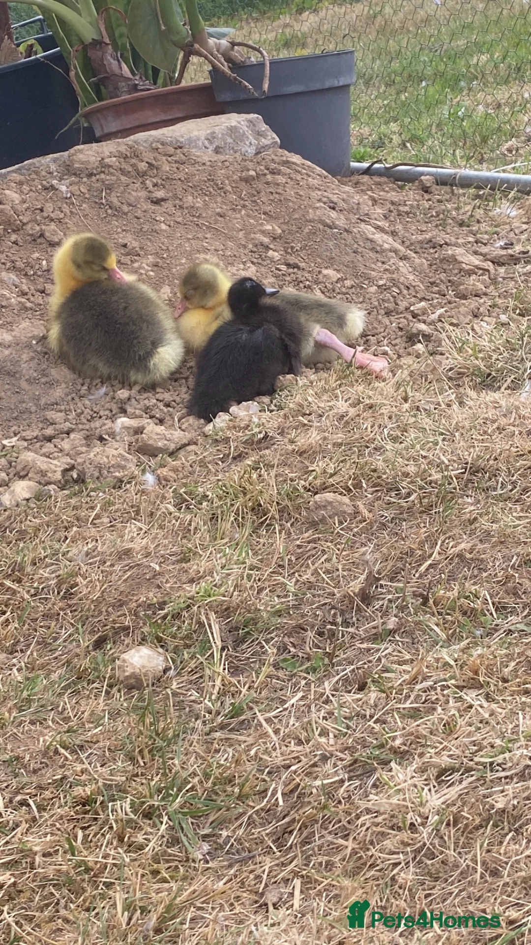 Geese poultry for sale: Pomeranian goslings  in High Wycombe - Advert 3