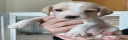 Beagle dogs for sale: Beagle Puppies - Advert 20