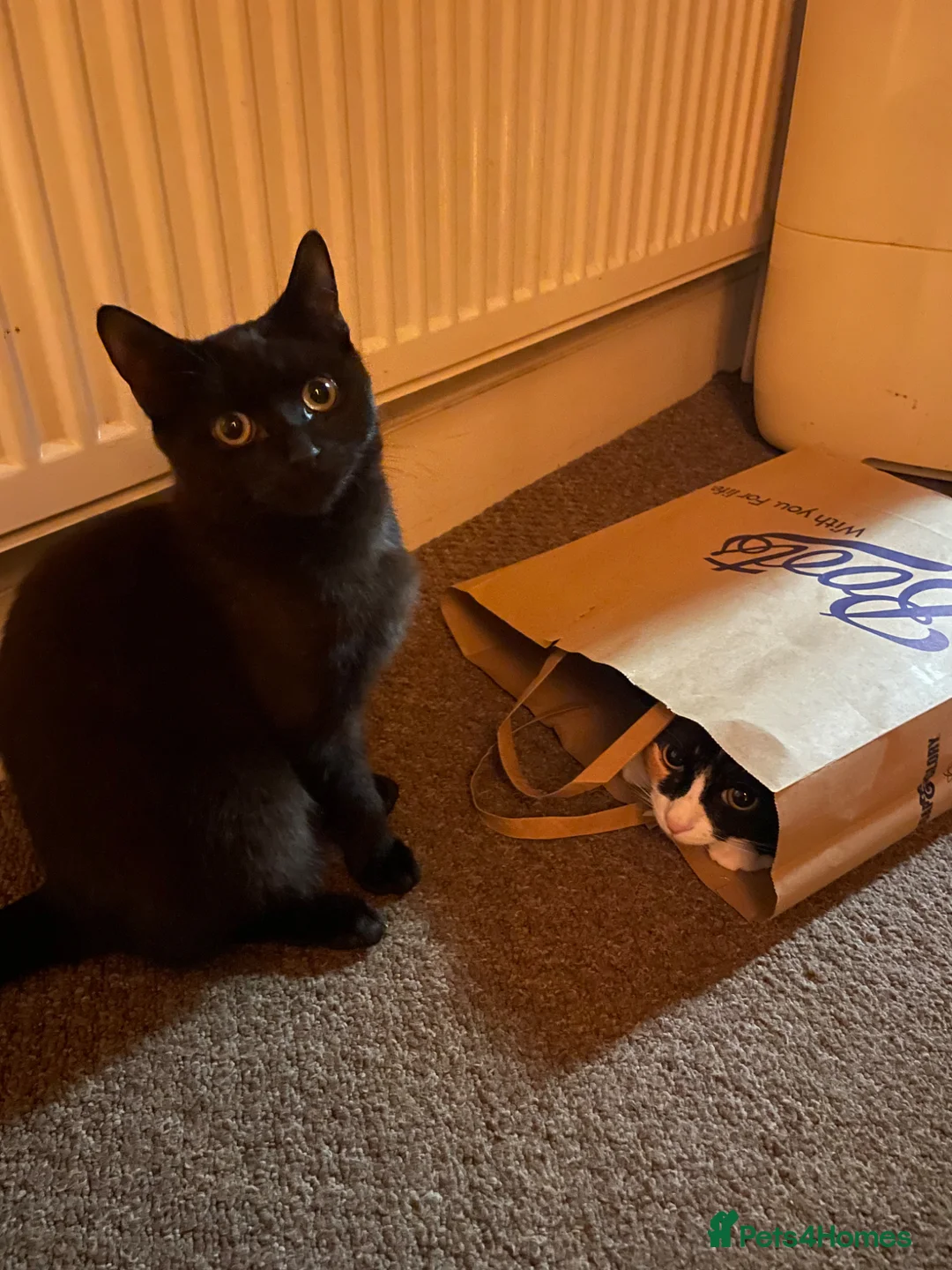 Domestic Shorthair cats for sale: 9 month old cat  - Advert 2