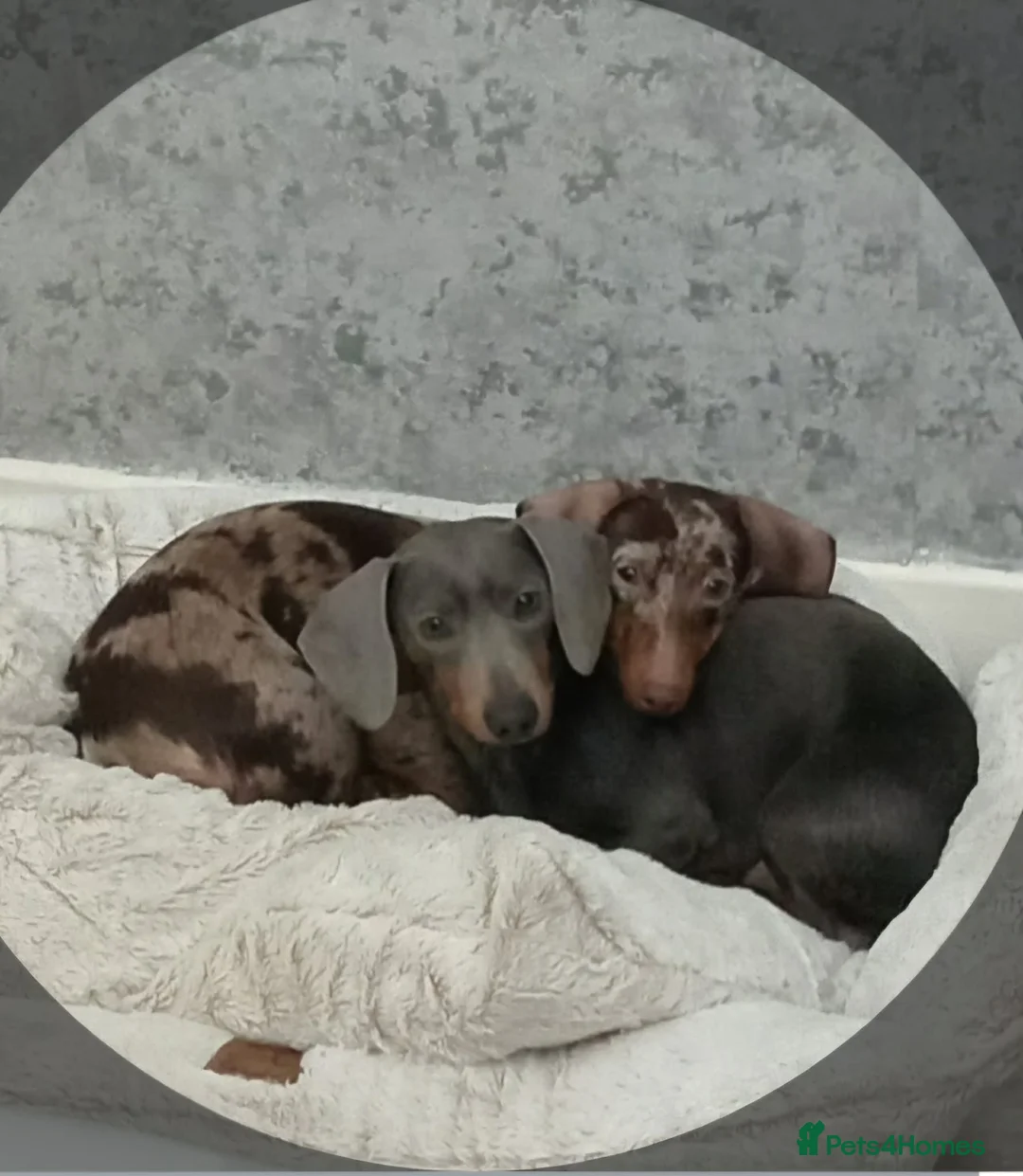 Miniature Dachshund dogs for sale:  Miniature Dachshunds–Must Stay Together - Advert 5