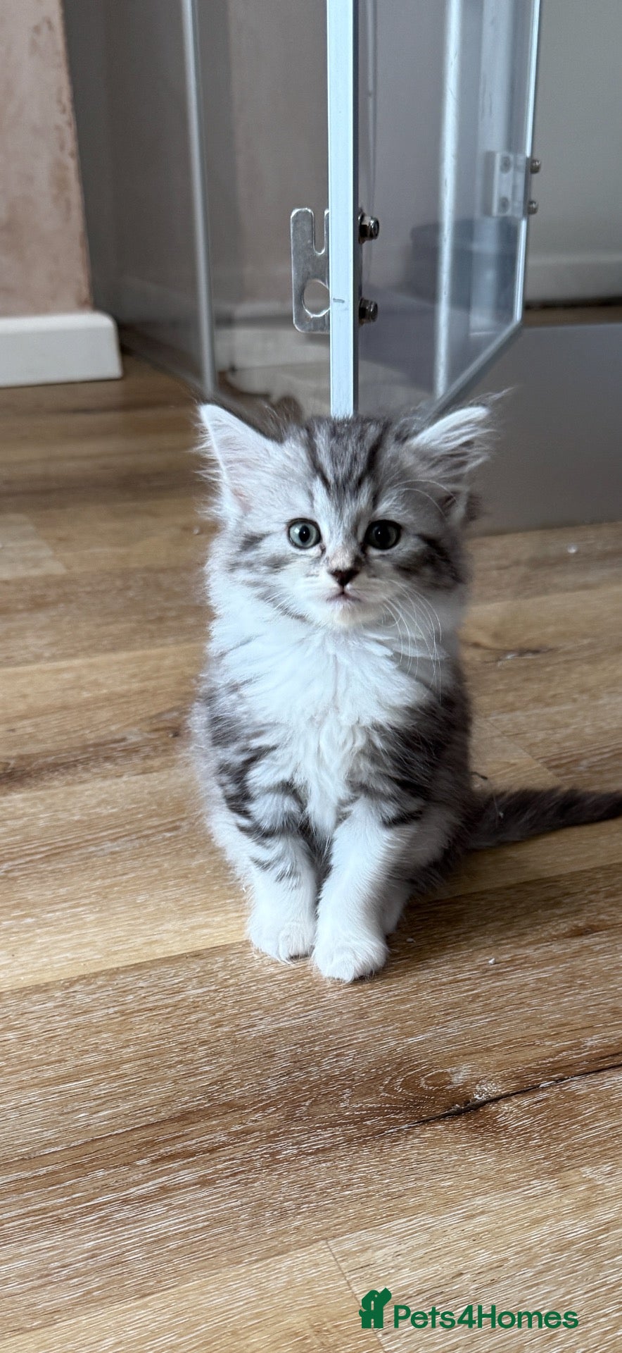 Persian cats Persian silver kittens 🩷 ready to go! - Advert 2