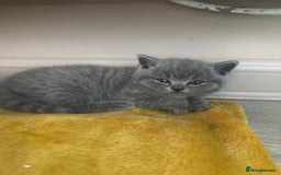 British Shorthair cats for sale: READY NOW 2 LOVELY BOYS BSH BLUE  - Image 10