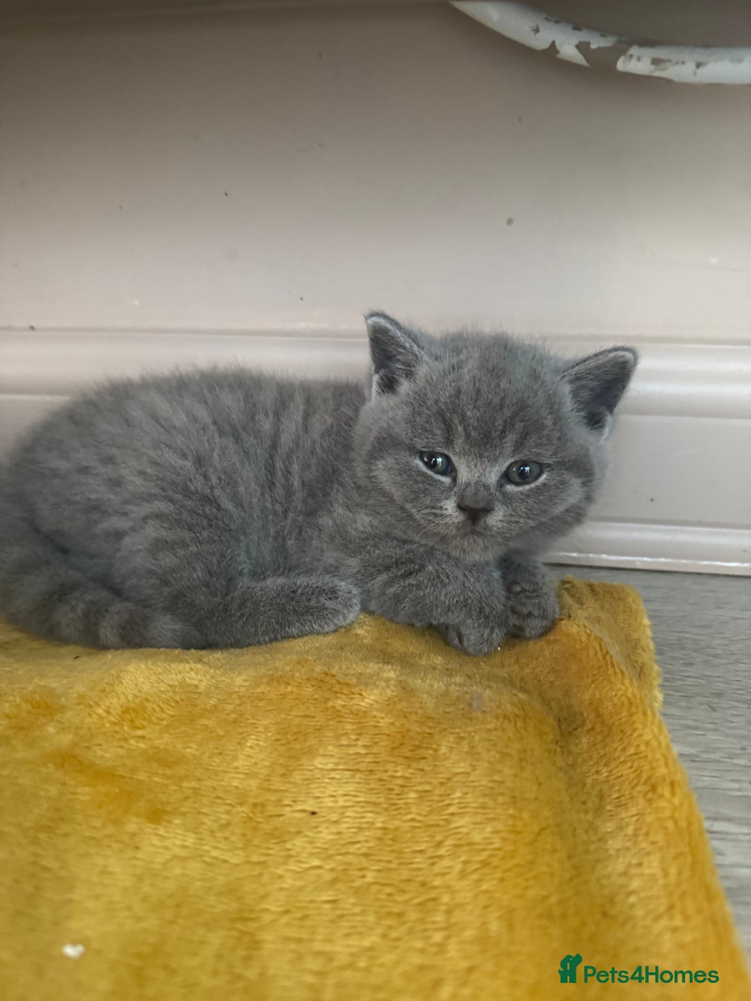 British Shorthair cats for sale: READY NOW 2 LOVELY BOYS BSH BLUE  - Image 10