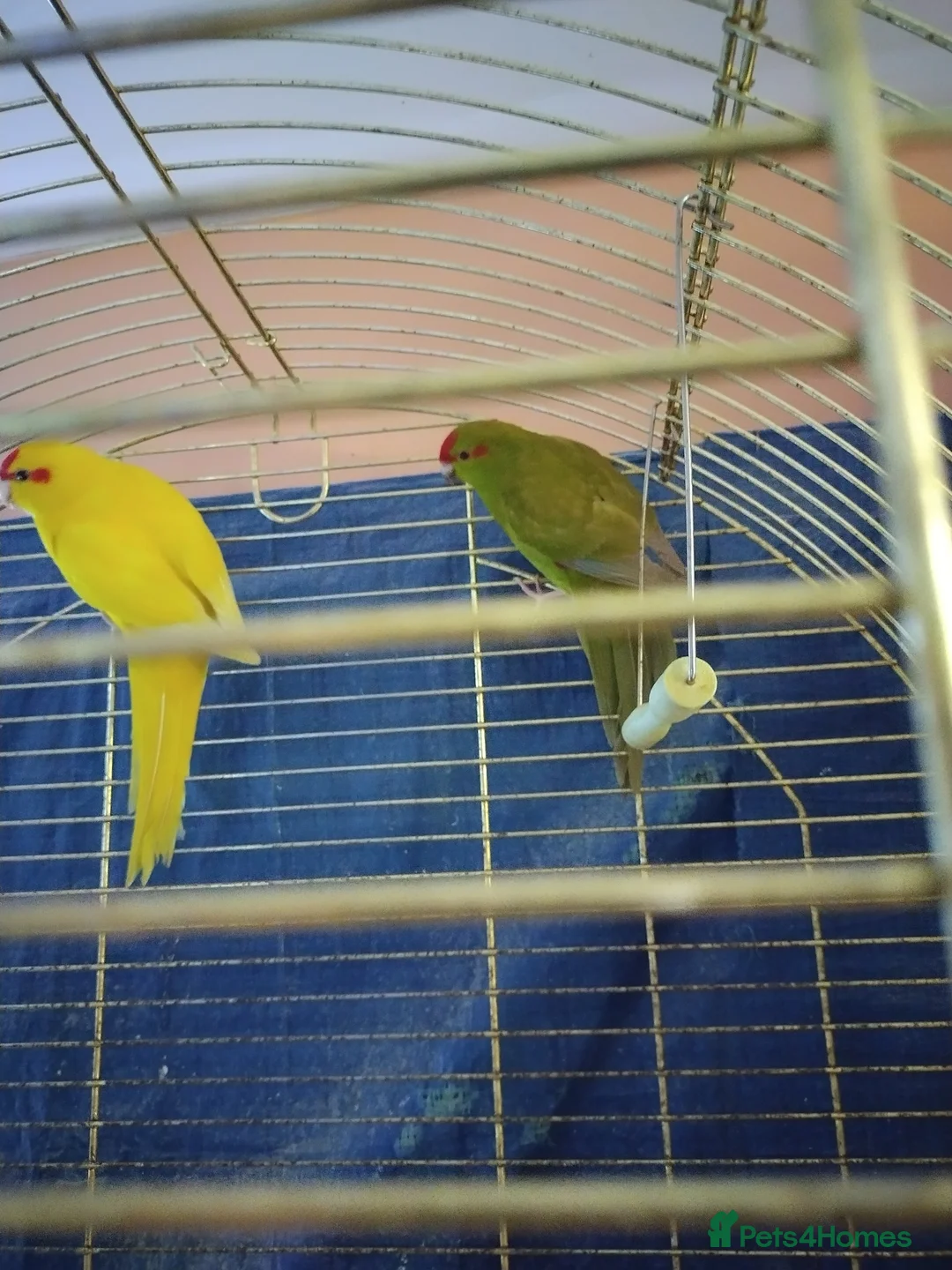 Parakeets birds for sale: For sale  - Advert 2