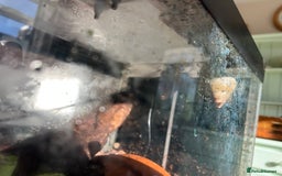 Mixed Breed reptiles for sale: African Land Snails  - Advert 3