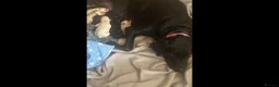 Labrador Retriever dogs for sale: LABRADOR PUPIES in Haddington - Advert 6