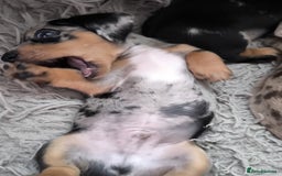 Dachshund dogs for sale: Miniature smooth hair dachshund  - Image 3