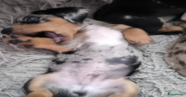 Dachshund dogs - Advert 14