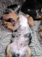 Dachshund dogs - Advert 3