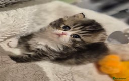Exotic cats for sale: Exotic longhair and short hair kittens  - Image 5