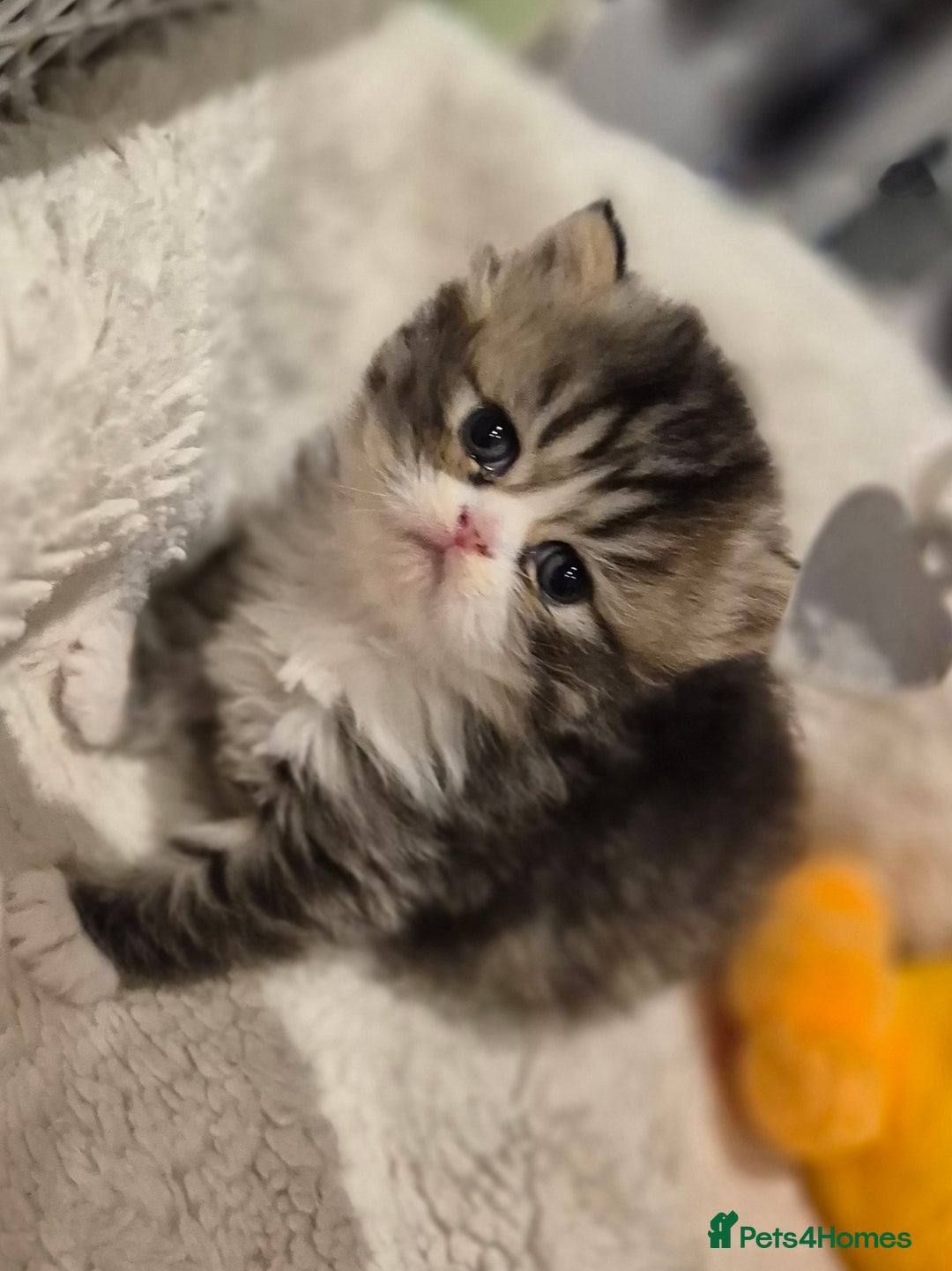 Exotic cats for sale: Exotic longhair and short hair kittens  - Image 5