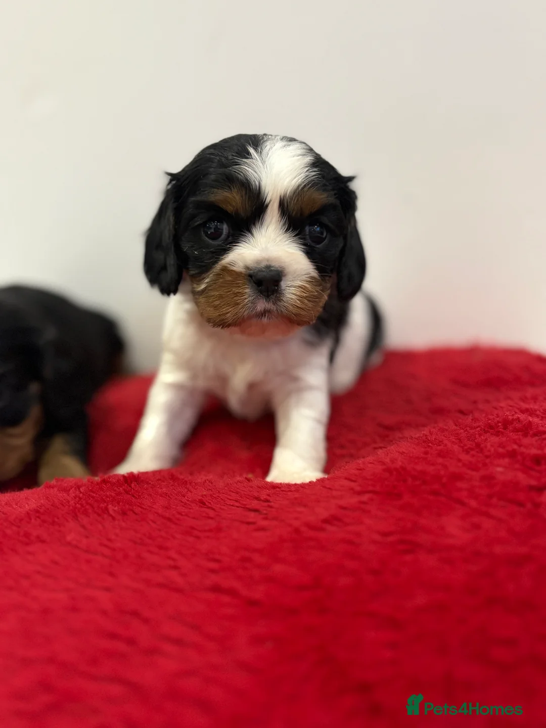 Cavalier King Charles Spaniel dogs for sale: 1 tri girl left - kc & health tested parents ❤️ - Advert 22