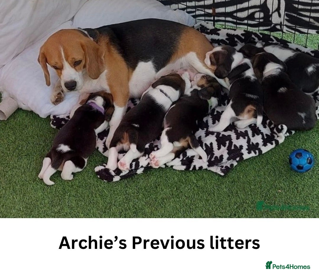 Beagle dogs for stud: Archie - Quality Proven KC Stud Dog in Plymouth - Image 10