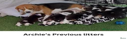 Beagle dogs for stud: Archie - Quality Proven KC Stud Dog in Plymouth - Advert 10
