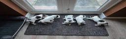 Sprocker dogs for sale: Beautiful Sprocker puppies  - Advert 12