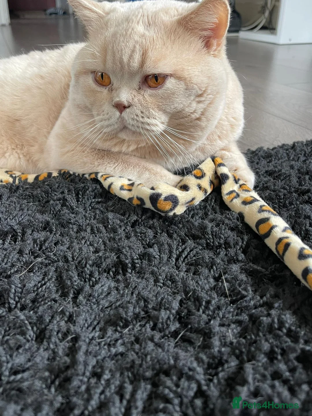 British Shorthair cats for sale: Cream round face British shorthair boy  - Advert 2