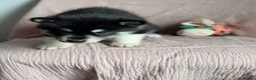 Utonagan dogs for sale: 🐾 Crufts Line Husky x Malamute - Health tested 🐾 - Advert 35