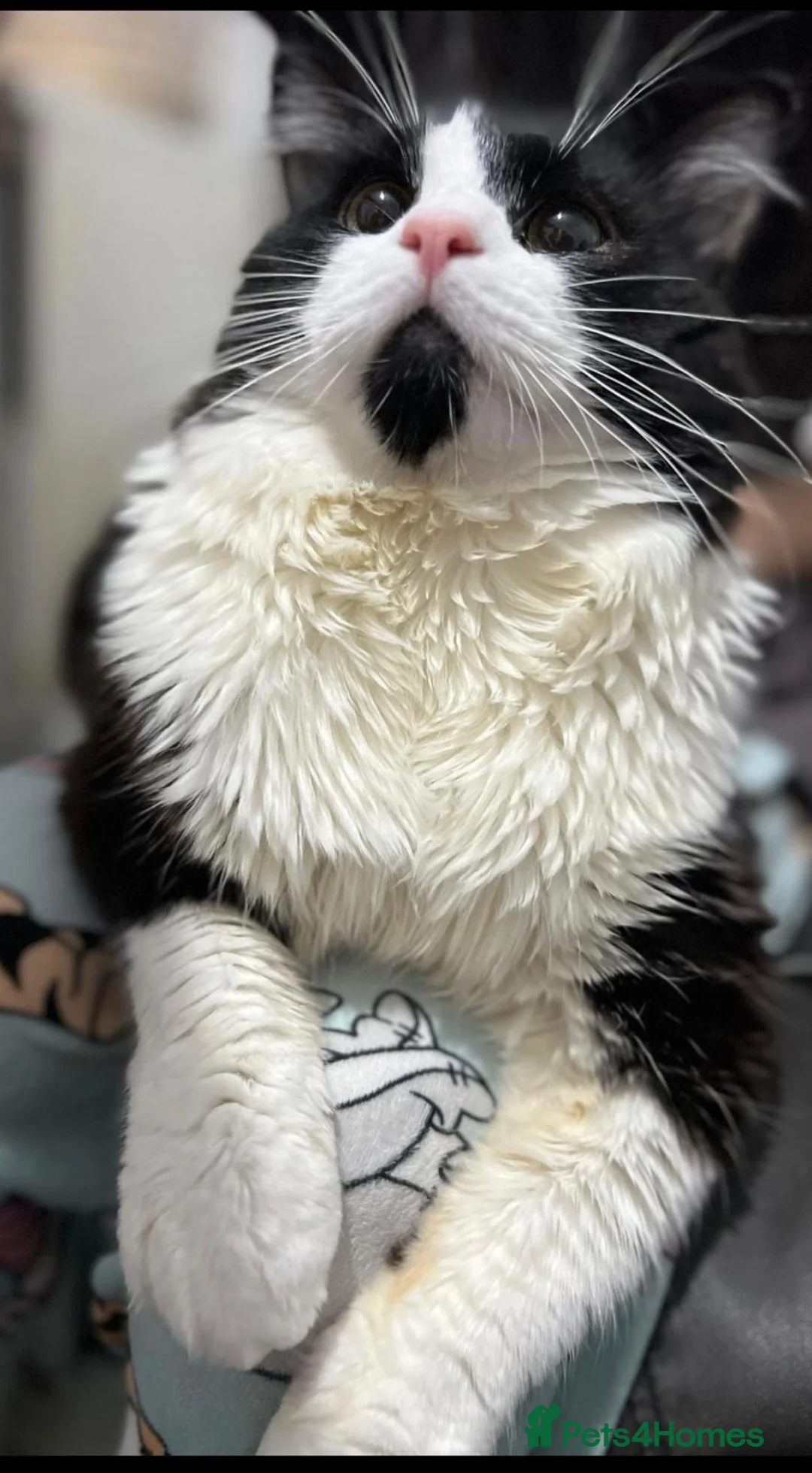Mixed Breed cats for sale: Two gorgeous boys Persian x Ragdoll in Glasgow - Advert 5