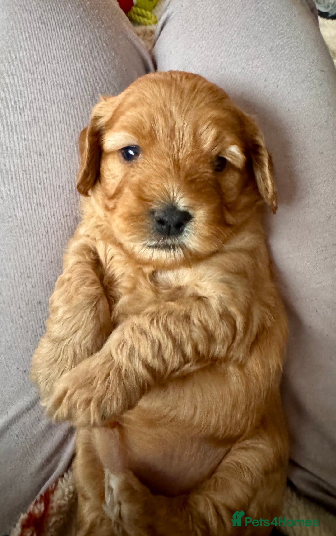 Cockapoo dogs for sale: Red Cockapoo girls Fb2 ready 12/1/26 - Advert 12