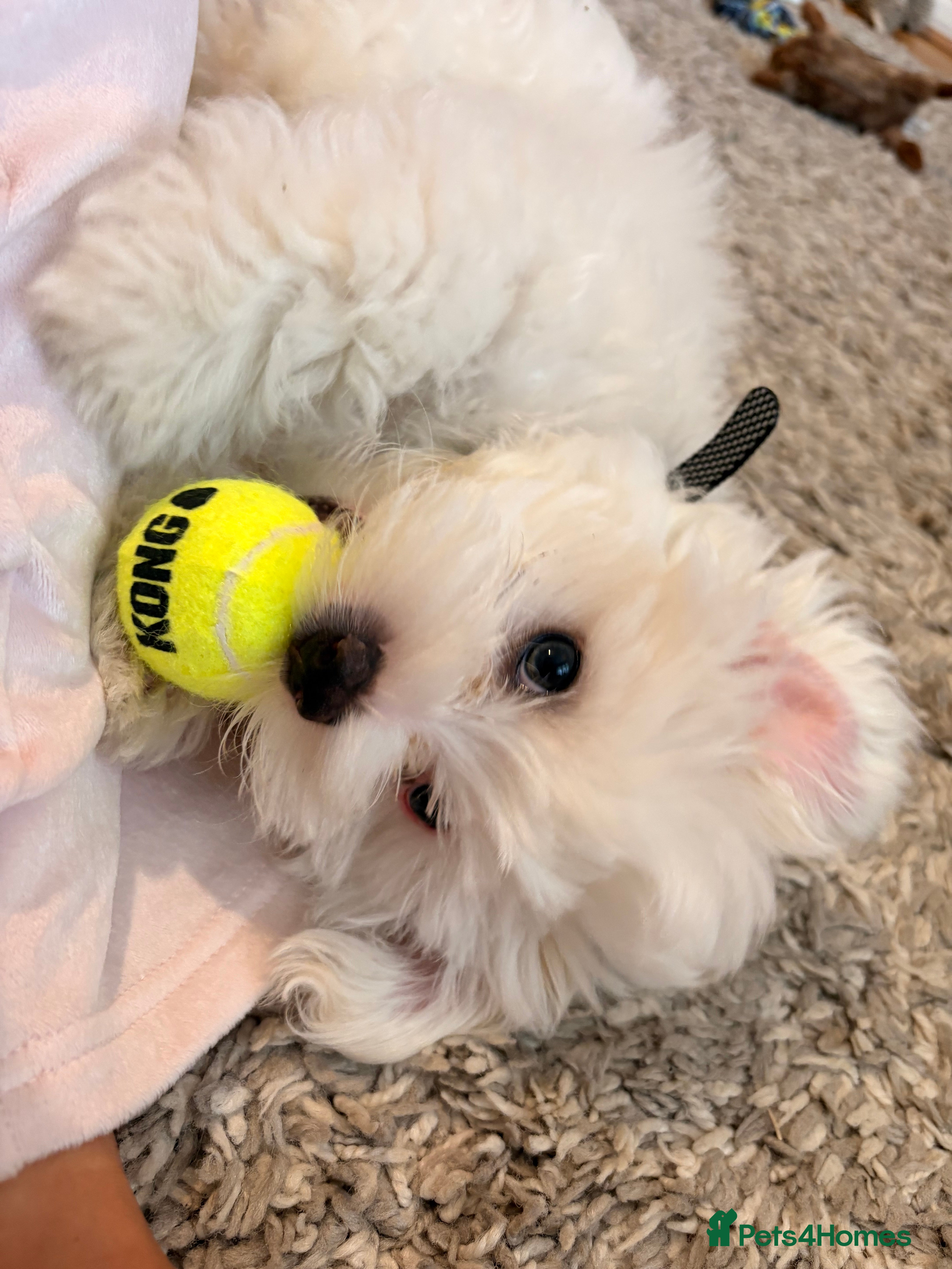 Maltese dogs Beautiful Maltese Puppy - Advert 1