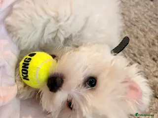 Maltese dogs Beautiful Maltese Puppy - Advert 1