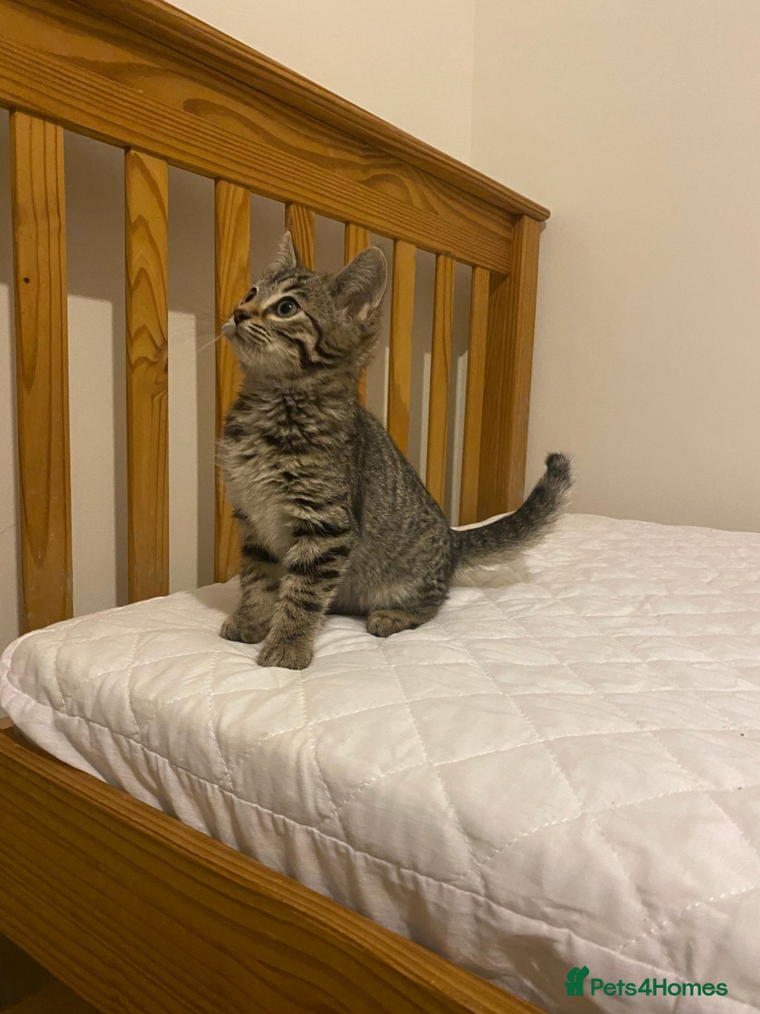 Mixed Breed cats for sale: Ragdol x bengal  - Advert 6