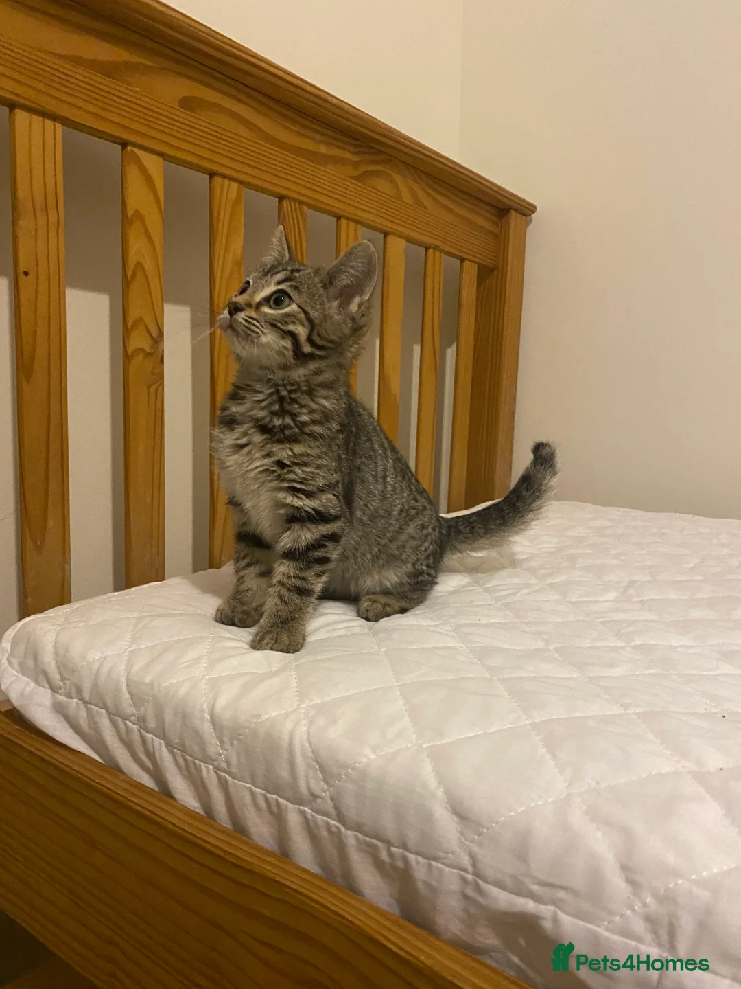 Mixed Breed cats for sale: Ragdol x bengal 2 left  - Advert 6