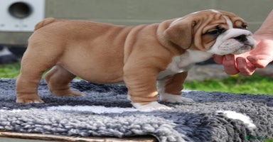 English Bulldog dogs - Advert 12