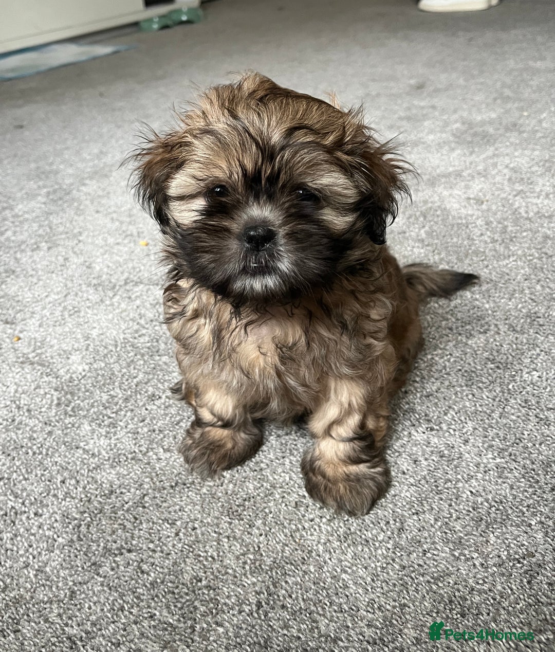 Shih Tzu dogs for sale: Shih Tzu pup  - Advert 1