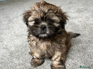 Shih Tzu dogs Shih Tzu pup - Advert 2