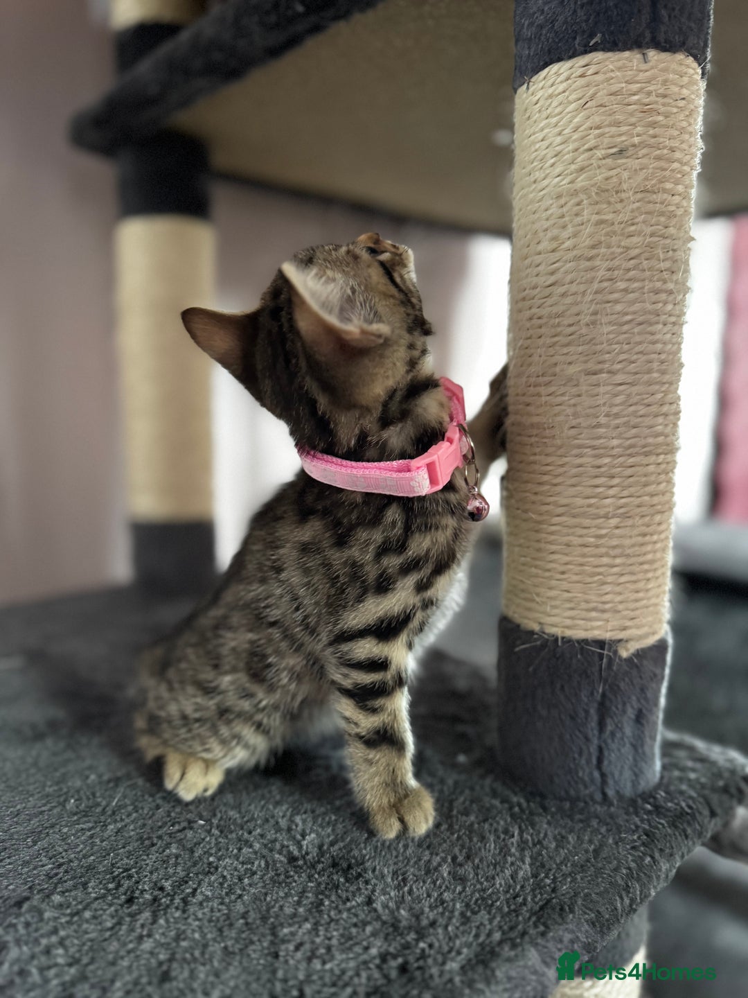 Bengal cats for sale: 🐆✨[REDUCED TO CLEAR!!] LAST THREE PURE BENGAL’S❤️ - Image 33