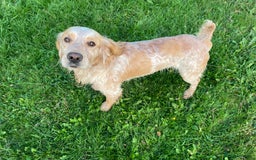 Sprocker dogs for sale: Stunning Sprocker pups  - Image 12