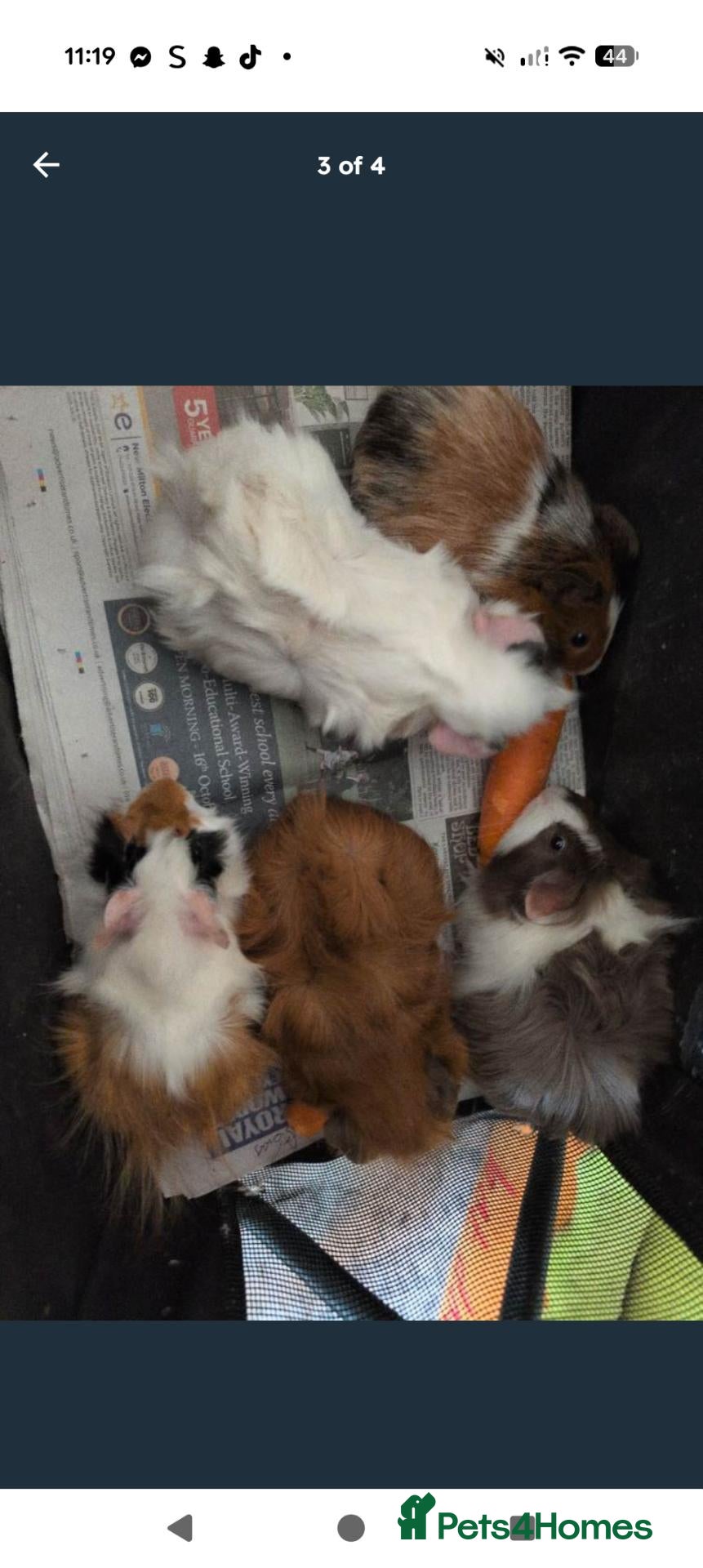 Guinea Pig rodents  guinea pig baby boys  - Advert 1