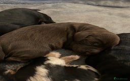 Sprocker dogs for stud: Milo  - Image 13