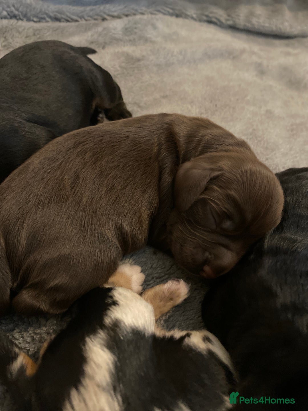 Sprocker dogs for stud: Milo  - Image 13