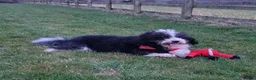 Bordoodle dogs for sale: F1 190+ genetic test clear - refund guarantee - Advert 5