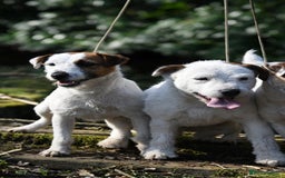 Jack Russell dogs for sale: Tremendous JRT boys  - Image 9