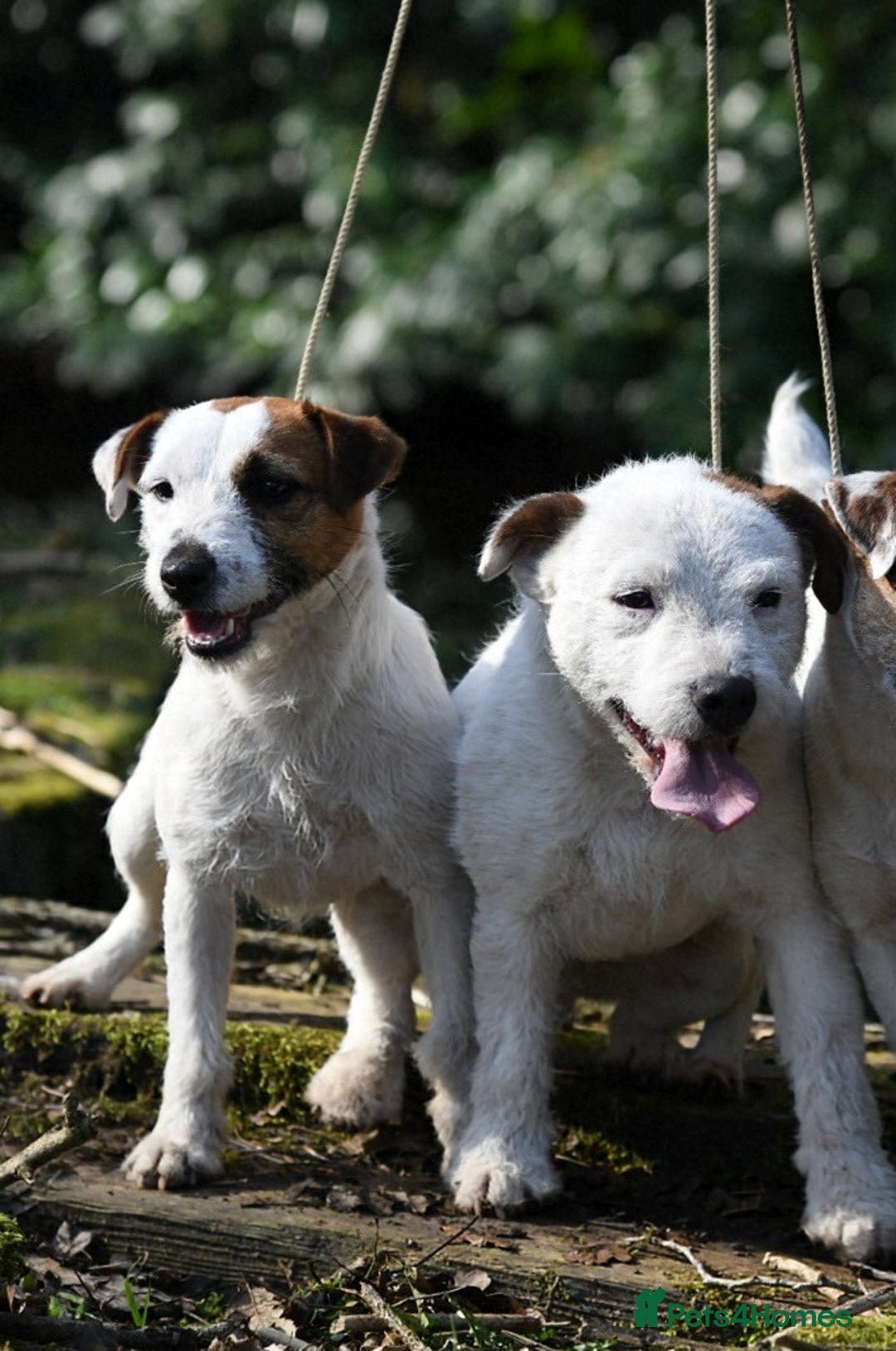 Jack Russell dogs for sale: Tremendous JRT boys  - Image 9