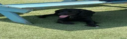 Cocker Spaniel dogs for stud: Stud Working Cocker Spaniel KC Registered  - Advert 6