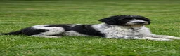 Labradoodle dogs for sale: 🌈 Stunning Standard, parti F1b Labradoodles, 🌈  - Advert 11