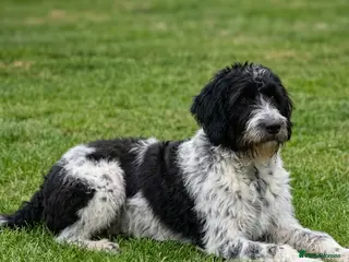 Labradoodle dogs 🌈Rare, truly unique, parti F1b Labradoodles, 🌈 - Advert 5