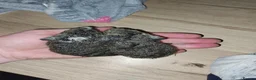 Guinea Pig rodents for sale: Guinea pigs  in Bracknell - Advert 2