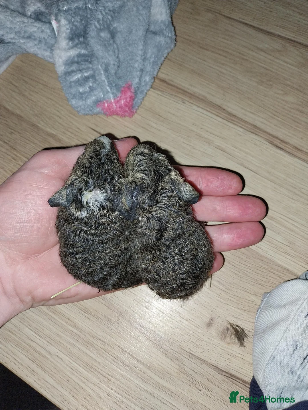 Guinea Pig rodents for sale: Guinea pigs  in Bracknell - Advert 2