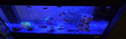 Platies fish for sale: Fluval roma 125l Tank Complete Set up - Advert 16