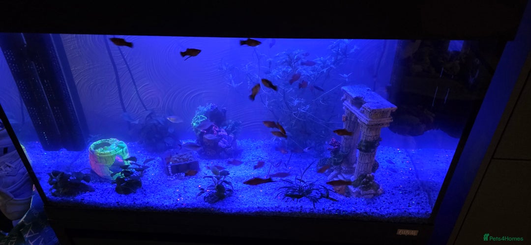 Platies fish for sale: Fluval roma 125l Tank Complete Set up - Advert 16