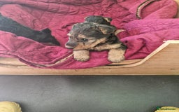 Mixed Breed dogs for sale: 3 x Fox Terrier crossed Welsh Terrier pups - Image 5