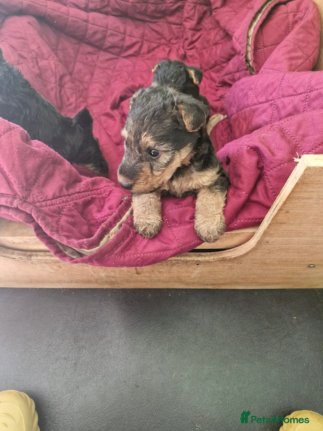Mixed Breed dogs for sale: 3 x Fox Terrier crossed Welsh Terrier pups - Image 5