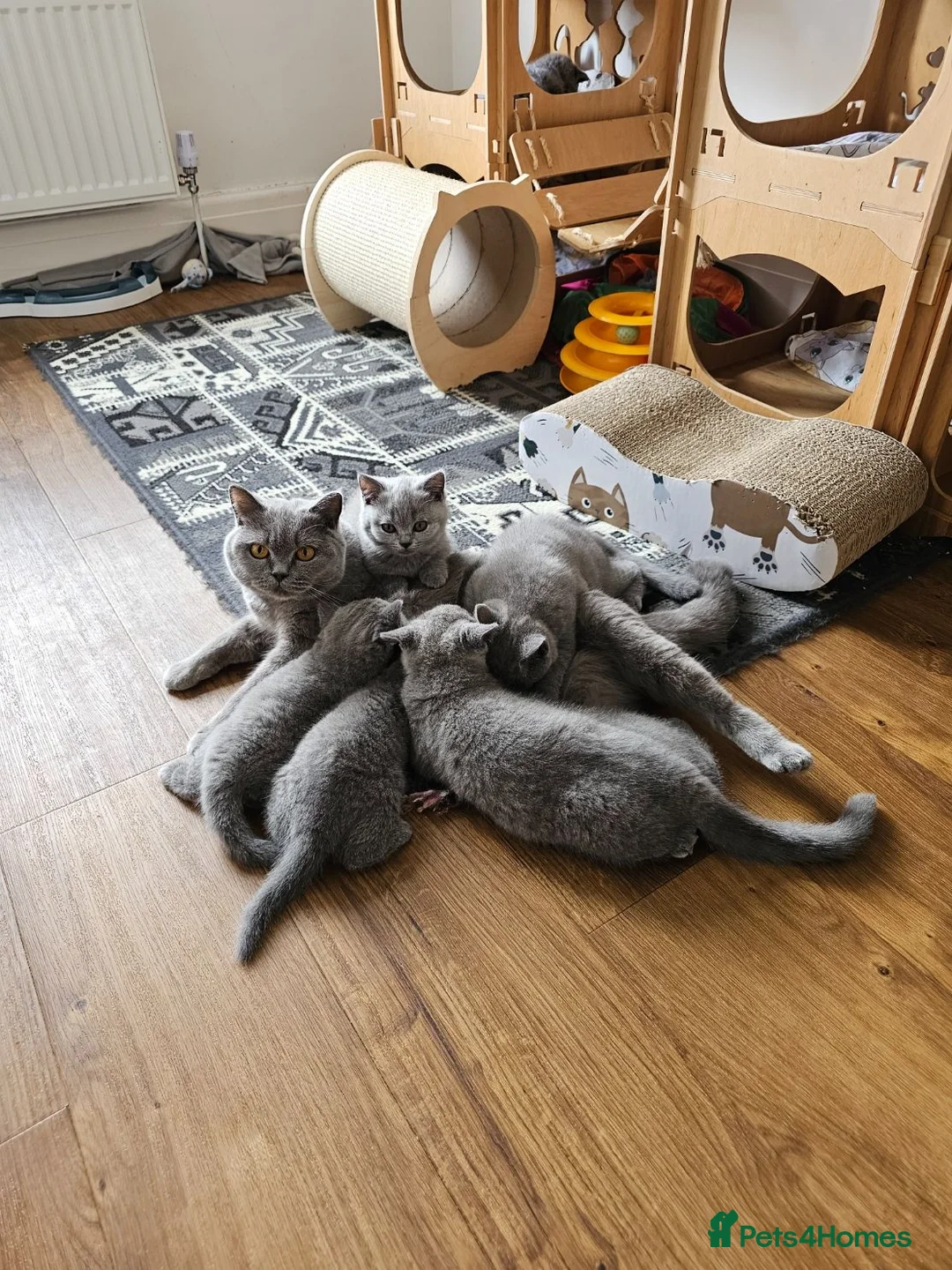 British Shorthair cats for sale: Stunning British Shorthair blue kittens NEUTERED - Advert 12